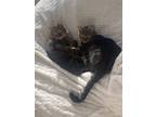 Adopt Ozzy & Lucy a Brown Tabby Domestic Shorthair / Mixed (short coat) cat in