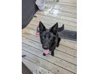 Adopt Koda a Black German Shepherd Dog / Mixed dog in Fuquay Varina