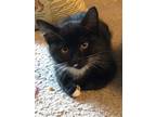 Adopt Rahja & babies a Calico or Dilute Calico American Shorthair / Mixed