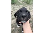 Adopt Dijon a Anatolian Shepherd / English Mastiff / Mixed dog in Kamloops