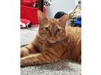 Adopt Charlie a Orange or Red Tabby American Shorthair / Mixed (short coat) cat