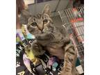 Adopt Pilot a Domestic Shorthair / Mixed cat in Raleigh, NC (41478330)