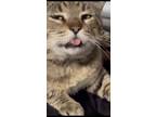 Adopt Noodle a Tiger Striped Domestic Shorthair / Mixed (short coat) cat in