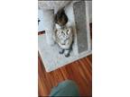Adopt Lulu a Tortoiseshell Domestic Mediumhair / Mixed (medium coat) cat in