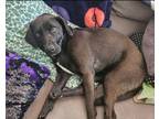 Adopt Magnolia a Black Labrador Retriever / Mixed dog in Virginia Beach