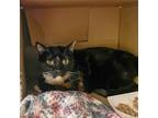 Adopt Victoria a Domestic Shorthair / Mixed cat in Des Moines, IA (41510284)
