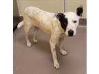 Adopt Chief a Australian Cattle Dog / Mixed dog in Norman, OK (41510281)