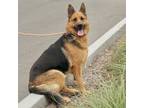 Adopt Waffles* a German Shepherd Dog / Mixed dog in Pomona, CA (41510278)