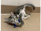 Adopt Ruby a Domestic Shorthair / Mixed cat in Lincoln, NE (41507820)