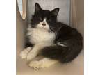 Adopt Bug a Domestic Mediumhair / Mixed cat in Lincoln, NE (41507817)