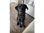 Adopt Rylee a Black German Shepherd Dog / Poodle (Standard) / Mixed dog in