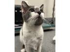 Adopt Franny a Domestic Shorthair / Mixed cat in Sheboygan, WI (41510297)