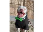 Adopt Petey a White Pit Bull Terrier / Mixed dog in Riverside, CA (41510245)