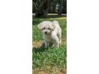 Adopt Noah a Bichon Frise / Shih Tzu / Mixed dog in Davie, FL (41510242)
