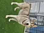 Adopt Freya a Gray/Silver/Salt & Pepper - with White Husky / Mixed dog in