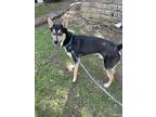 Adopt Denim a Black - with White Australian Cattle Dog / Husky / Mixed dog in