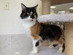 Adopt Mowgli a Domestic Shorthair / Mixed cat in Osage Beach, MO (41510252)