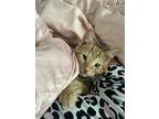 Adopt Yumyum a Orange or Red Tabby American Shorthair / Mixed (short coat) cat
