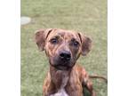 Adopt Gracie a Tricolor (Tan/Brown & Black & White) Hound (Unknown Type) / Mixed