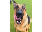 Adopt Zeus a Black - with Tan, Yellow or Fawn German Shepherd Dog / Mixed dog in
