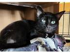 Adopt Toink a Domestic Shorthair / Mixed cat in Duluth, MN (41482100)