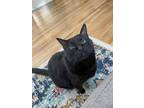 Adopt Buddy a All Black Bombay / Mixed (short coat) cat in Bloomington
