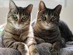 Adopt Meadow & Feliz a Brown Tabby Domestic Shorthair / Mixed (short coat) cat