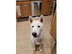 Adopt Gigi a White Husky / Mixed dog in Crandall, TX (39675011)