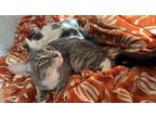 Adopt Gia & Jewels a Gray or Blue Domestic Mediumhair (medium coat) cat in
