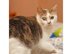 Adopt Loquatious a Calico or Dilute Calico Calico / Mixed (short coat) cat in
