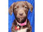 Adopt Flo Curly a Brown/Chocolate - with White Retriever (Unknown Type) /