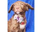 Adopt Faye Curly a Brown/Chocolate - with White Retriever (Unknown Type) /