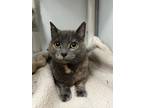 Adopt Princess a Domestic Shorthair / Mixed (short coat) cat in Gillette