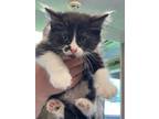 Adopt a All Black Domestic Longhair cat in Cassopolis, MI (41510009)