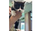 Adopt a All Black Domestic Longhair cat in Cassopolis, MI (41510008)