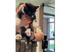 Adopt a All Black Domestic Longhair cat in Cassopolis, MI (41510007)