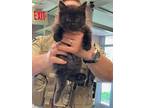 Adopt a All Black Domestic Longhair cat in Cassopolis, MI (41510006)