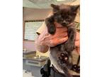 Adopt a All Black Domestic Longhair cat in Cassopolis, MI (41510005)