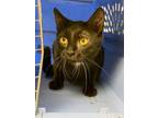 Adopt Momma a All Black Domestic Shorthair cat in Cassopolis, MI (41510004)