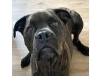 Adopt Rico a Brindle Boxer / Pit Bull Terrier / Mixed dog in Riverside