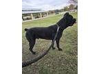 Adopt Gunner a Black Cane Corso / Cane Corso / Mixed dog in Arlington