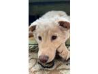 Adopt Nala a Tan/Yellow/Fawn Labrador Retriever / Husky / Mixed dog in San