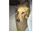 Adopt Scarlett a Tan/Yellow/Fawn - with White Golden Retriever / Mixed dog in