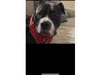 Adopt Phantom a Black - with White American Pit Bull Terrier / Boxer / Mixed dog
