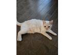Adopt Leroy a White (Mostly) American Shorthair / Mixed (short coat) cat in
