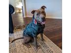 Adopt Captain a Brindle American Pit Bull Terrier / Mastiff / Mixed dog in