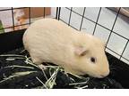 Adopt Scooter a Guinea Pig small animal in Clinton, WA (41509826)