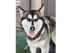 Adopt Ivory a Husky / Mixed dog in Newman, CA (41509883)