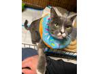 Adopt Grumpy McGee a Domestic Shorthair / Mixed (short coat) cat in POMONA