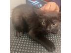 Adopt Kong a All Black Domestic Mediumhair cat in SAINT AUGUSTINE, FL